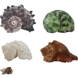 WishLotus 4Pcs Hermit Crab Shells, Natural Hermit Crab Shells Medium to Large, 0.6-1.4inch Opening Hermit Crab Decor for Beach Supplies Conch Habitat (4)