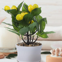 Lifelike Artificial Lemon Tree Bonsai 1pcs Faux Lemon Plant Decoration for Home Office and Kitchen Realistic Greenery Pot for Stylish Interior Decor, 35 inch