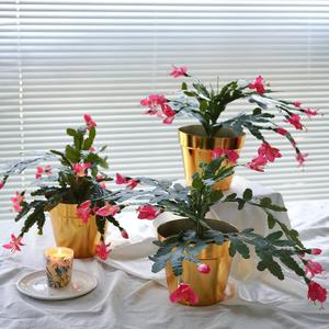 alyptus Artificial Silk Cactus Plant Set of 3 Red Flowers Beautiful Holiday Cactus Artificial Christmas Decorations with Pots (Red)