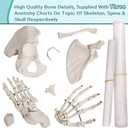 Disarticulated Human Skeleton Model for Anatomy 67 inch High, Full Size Skeleton Models with Poster, Skull, Bones, Articulated Hand & Foot