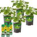 Bonnie Plants Strawberry, Live Plants, with Miracle-Gro Pour & Feed Singles Ready-to-Use Plant Food, 4-Pack, Great for Containers, Raised Beds, and In-Ground Gardens, 19.3 oz.