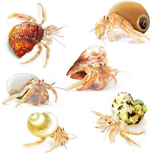 JOR Hermit Crab Shells, Medium and Large Growth Turbo Seashells, 1” - 2” Shell Opening Size, for Small and Medium Crabs in Terrarium and Aquarium, Craft Use, Hermit Crab Supplies & Conch Decor 6 pcs