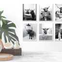 MINI ZOZI Black And White Highland Cow Bathroom Decor 8x10 6PCS Funny Pictures Wall Art Canvas Prints Set Rustic Farmhouse Modern Style Bath Restroom Animal Print Canvas Country Vintage Western Home