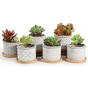 Color No. 2 Pot, Popular, T4U, 2.4 inches (6 cm), Cement Pot, Succulent Plants, Cactus Pot, Planter Container, Includes Bamboo Tray, Gray, Set of 6, Mother's Day