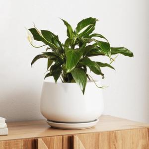 LE TAUCI Ceramic Planter, 10 Inch Plant Pot with Drainage Hole & Saucer Durable Indoor Planter for Modern Home Decor, White