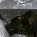 Artificial Dracaena Tree 5FT - Fake Tree with Black Tall Planter - Faux Yucca Tall Fake Floor Plant in Pot - Artificial Plant for Home Office Living Room Decor Indoor