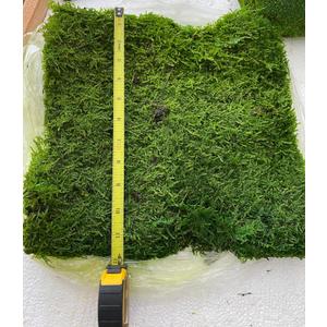 Preserved Sheet Moss Natural Green Decorative Real Natural Green DIY Kit Gardenning Art Wall Decor Florist Decor Easter Table Decor Wedding 2 sq.ft.Green-B
