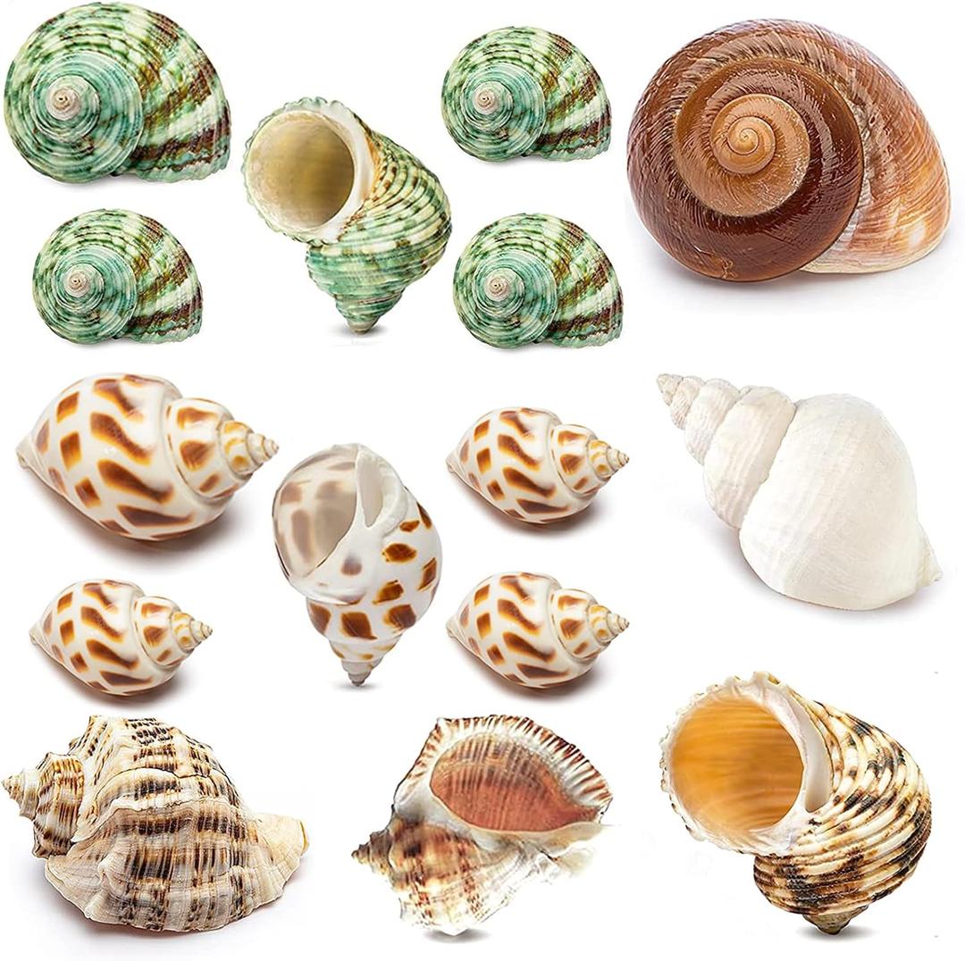 15PCS Hermit Crab Shells Include Small & Medium and Large (6 Types) Natural Seashells, for Hermit Crab Supplies and Replacement Sea Shells
