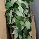 Ficus Artificial Tree 5ft Tall Fake Ficus Tree for Home Decor Indoor Faux Silk Ficus Plant Fake Floor Plant in White Imitation Ceramic Planter with Green Fake Moss, Set of 1