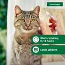Advantage II Large Cat Vet-Recommended Flea Treatment & Prevention | Cats Over 9 lbs. | 2-Month Supply