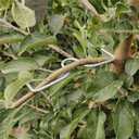 Fruit Tree Branch Puller 50pcs, Fruit Tree Branch Limb Spreader Fruit Tree Branch Garden Bonsai Puller Tying Machine Plants Branch Bending Tools (M5.1IN)