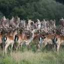 EPIC Bars, Venison Sea Salt and Pepper Bar, Keto Friendly, Whole30 Approved, Gluten Free, 12 Count, 15.6 oz