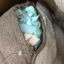 Bedsure Orthopedic Dog Beds Large Sized Dog - Extra Thick Supportive Large Dogs Bed with Waterproof Washable Cover, L Plus Comfort Pet Bed Sofa with Soft Plush Sherpa and Nonskid Bottom, Brown, 38"