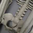 2 Pack 36"Halloween Skeleton - 3 ft Life Size Human Skeleton with Full Body Posable Joints Plastic Skeleton for Halloween Skeletons Decor Yard Patio Lawn Garden Skeleton Props Spooky Party Decoration