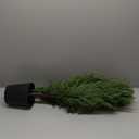 BLOSMON Outdoor Christmas Trees for Porch: 4 Ft Norfolk Pine Tree with 100 LED Lights Remote Control Timer 8 Lighting Modes - Small Artificial Cypress Trees Indoor Table Top Decor