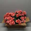 Hananona Artificial Geranium Flowers for Outdoors Geranium Silk Flowers Outdoor UV Resistant Garden Plants Faux Flowers for Home Kitchen Table Centerpieces Decor (12, Peach)