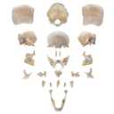 22 Partially Detachable Human Skull Model, Life Size Skull Model with Detailed Product Manual, Suitable for Medical Teaching, Orthopedic Research, Student and Doctor Training