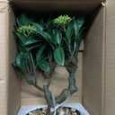 Artificial Bonsai Tree, Small Bay Laurel Bonsai Tree 13" Indoor Bonsai Tree Fake Potted Plant Decorative Fake Desk Plant Decor with Ceramic Pot for Home Office Living Room Bedroom Bathroom Table Shelf