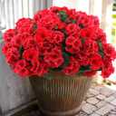 Hananona 24 Pcs Artificial Geranium Flowers for Outdoors Geranium Silk Red Flowers Outdoor UV Resistant Garden Plants Faux Flower for Christmas Home Kitchen Table Centerpieces Decor (24, Red)