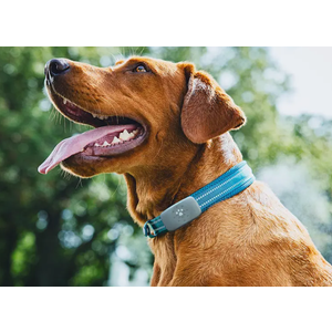 Petivity Smart GPS and Activity Pet Tracker for Dogs Powered by Purina, Waterproof Real Time Tracking GPS Dog Collar, Downloadable App, Subscription Required