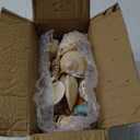 24 PCS Large Sea Shells Mixed Ocean Seashells Starfish Conch Various Sizes Natural Seashells for Fish Tank Beach Themed Party Home Bathroom Wedding Decorations DIY Crafts