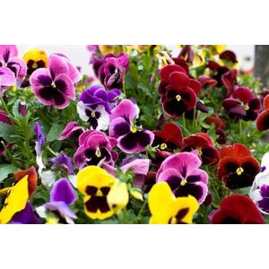 4 x 100+ Seeds Viola Swiss Giant Mix - Flower Multicolor