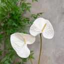 White Anthurium Artificial Flowers 10pcs, 23.6" Fake White Tropical Flowers Artificial Anthurium Real Touch for DIY Wedding Bouquets Centerpieces Bridal Shower Party Home Decor