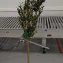 Realead 6ft Faux Olive Tree, Tall Olive Tree Plants, Fake Potted Olive Silk Tree, Artificial Olive Trees for Modern Home Office Living Room Floor Decor Indoor