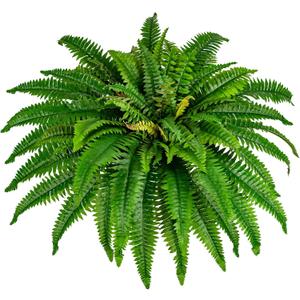 42" Fake Ferns for Outdoor Planter 79 Fronds Large Artificial Boston Fern Bush, Faux Hanging Baskets Plants Indoor 28" Tall Home Office Garden Porch Decor