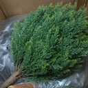 Windowbox 24 inch Artificial Cypress Bush