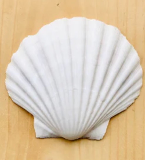 Seashell
