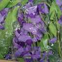 4 x Lvydec Wisteria Artificial Flowers Garland, 4 Pcs Total 28.8ft Artificial Wisteria Vine Silk Hanging Flower for Home Garden Outdoor Ceremony Wedding Arch Floral Decor (Light Purple)