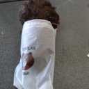 Extra Large Afro Puff Drawstring Ponytail Extension for Black Women, Brown Afro Ponytail Synthetic Hair Puffs,Clip On Kinky Drawstring Curly Ponytail Bun(Extra Large, 2-33#)