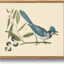 Crmotu Vintage Framed Wall Art, Blue Bird Still Life Art Prints, Animal Nature Wall Decor Artwork, Retro Rustic Farmhouse Decor Canvas Pictures, Room Decor Aesthetic, Kitchen Decorations, 9x11 Inch (Blue-crested Jay)