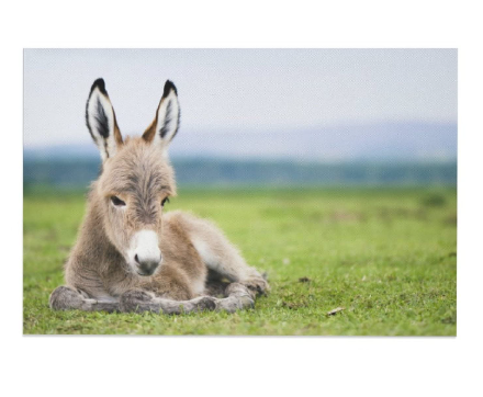 Animals Baby Donkeys Canvas Poster Bedroom Decor Sports Landscape Office Room Decor Gift,Canvas Poster Wall Art Decor Print Picture Paintings for Living Room Bedroom Decoration Baby Donkey, 30" x 40" 