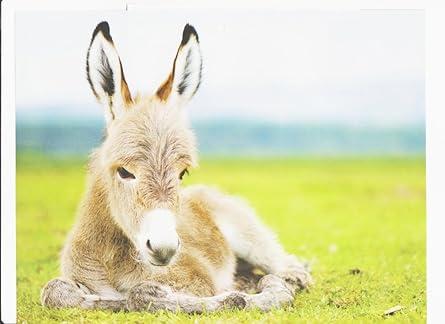 Baby Donkey, 30" x 40" Print on Canvas Wall Art