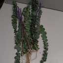 Bathroom Decor Real Eucalyptus for Shower and Lavender Fresh Eucalyptus Stems Wall Hanging Decor Fragrance Greenery Wall Hanging for Wedding Decor,Bedroom,Living Room,Kitchen,Boho Home Decor