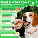 Dog Probiotics & Digestive Enzymes  Pumpkin Fiber Chews for Gut Health, Diarrhea & Upset Stomach Relief, Gas & Stool Support, Beef Flavor Soft Chews  90 Count