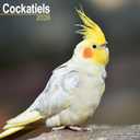 Cockatiels 2026 Calendar | Square Wall Calendar | Bird Gift | Plastic Free Packaging | by Avonside Publishing