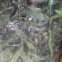 Fake Tree Faux Olive Tree Artificial Olive Trees 8 Feet Plus Branch Realistic Potted Silk Indoor Large Fruit for Home Offices, Living Rooms, Bedrooms, Stairs and Foyer Decor