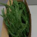 Christmas Garland Norfolk Pine Garland Real Touch Artificial Greenery Garland for Mantle Fireplace Table Indoor Outdoor Decor 6FT