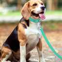 Taglory Dog Leash for Medium Large Dogs, Double-Sided Reflective Leash with Soft Neoprene Padded Handle, 1 inch by 6 ft, Fit Medium Large Breeds 20-150 lbs, Turquoise