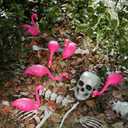 15 Pcs Halloween Skeletons Flamingo Yard Decorations Pink Flamingo Eating Skeleton Outdoor Decor 17'' Includes 6 Yard Lawn Ornament 9 Plastic Skeleton Head Bones for Halloween Garden
