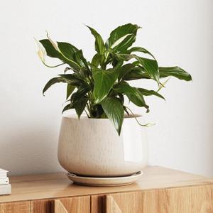 LE TAUCI Ceramic Planter, 10 Inch Plant Pot with Drainage Hole & Saucer Durable Indoor Planter for Modern Home Decor, Reactive Glaze Beige
