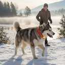 Medium Christmas Dog Collar,Adjustable Dog Christmas Collar, Red Plaid Puppy Collar, Cute Dogs Collars Holiday Collars for Girl Boy Dogs-M