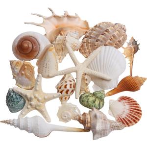 JQAQJU Sea Shells Mixed Beach Seashells 20 Kinds, 1.5"-5.5" Various Sizes Large Ocean Shells Conch 2 Kinds Natural Starfish for Decorating Beach Theme Party Fish Tank Filling Home Decor Wedding