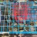Florida Medium Blue Crab Trap – 24 x 14 x 11 Crab Pot for Recreational Crabbing – Two-Throat Entry Fishing Trap – PVC Coated Wire Saltwater Crab Trap