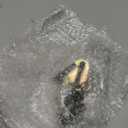 Roller Ball Switch Neutral Safety Switch Kit FOR 350 400 700R4 200R4 4l60 - BL-1400U