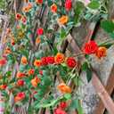 6FT Bendable Yellow Orange Rose Flower Garland, Artificial Silk Wild Roses Vine Leaves Hanging Flowers for Wall Fireplace Fence Trellis Wedding Home Spring Summer Decor(2PC)