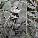 Serwalin 100pcs Artificial Mixed Eucalyptus Stems Leaves Bulk, 4Kinds Fake Greenery Silver Dollar Eucalyptus Leaves Picks,Faux Greenry Stems Sprays for DIY Bouquets Floral Arrangement Home Decor